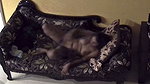 Sexy bhabhi fuck hard  riding on sofa
