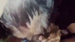 Slim bhabhi give Blowjob  fucking with bf
