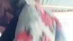 hijabi girl full sexy bj and fuck