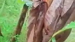 Girlfriend fucking in jungle with bf