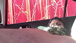 car mein chudai