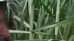 Aunty undress  fuck with lover in open field