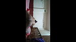 Mallu Horny Wife Pussy Licking and Fucking