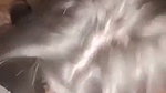 Slim Gf Sucking And Hard Doggy Fuck