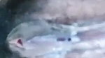 Beautiful girl showing  Masturbating on live