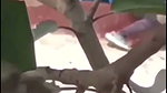 Desi College Student Outdoor Fucking Mms
