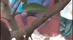 Desi College Student Outdoor Fucking Mms