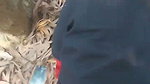 Desi College Student Outdoor Fucking Mms