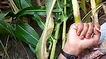 Devar fuck his bhabhi in open field area