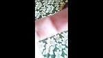 Horny junior Nurse Hard Fucking Viral Mms