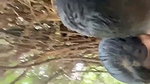 Outdoor Multiple Fun Smooching And boobs Sucking