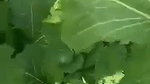 The Farmer Fuck a Labour wife in filed mms