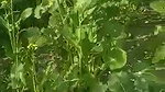 The Farmer Fuck a Labour wife in filed mms