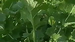 The Farmer Fuck a Labour wife in filed mms