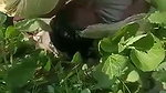 The Farmer Fuck a Labour wife in filed mms