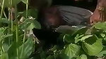 The Farmer Fuck a Labour wife in filed mms
