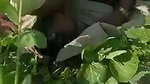 The Farmer Fuck a Labour wife in filed mms