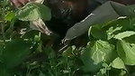The Farmer Fuck a Labour wife in filed mms