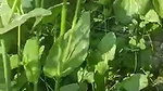 The Farmer Fuck a Labour wife in filed mms