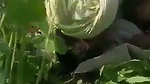 The Farmer Fuck a Labour wife in filed mms