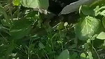 The Farmer Fuck a Labour wife in filed mms