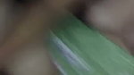 Assamese Husband Wife Fuckingenjoy