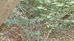 Girlfriend show her wet pussy  fuck in jungle