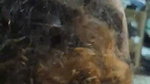 Curly Hair Sexy Girl Hard Doggy Fuck