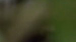 Desi Milf Bhabhi Outdoor Fucking Video