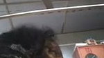 Bhabhi riding devar dick