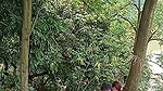 Assam couple enjoying sex in middle of jungle