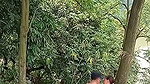 Assam couple enjoying sex in middle of jungle