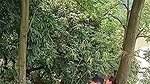 Assam couple enjoying sex in middle of jungle