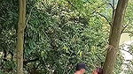 Assam couple enjoying sex in middle of jungle