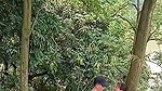 Assam couple enjoying sex in middle of jungle