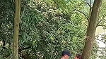 Assam couple enjoying sex in middle of jungle