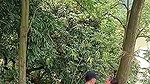 Assam couple enjoying sex in middle of jungle