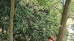 Assam couple enjoying sex in middle of jungle