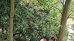 Assam couple enjoying sex in middle of jungle