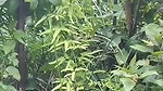 Sexy hot girlfriend  boyfriend enjoying in jungle