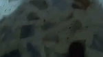 VID 20260707 WA0017