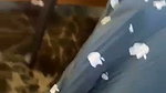 Innocent sister giving blowjob to brother