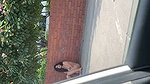VID 20260707 WA0050