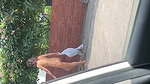 VID 20260707 WA0050
