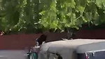VID 20260707 WA0047