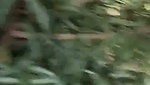 Mature couple fucking outdoor  local people caught them
