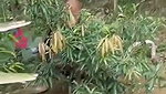 Mature couple fucking outdoor  local people caught them