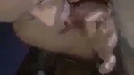 Wife giving Blowjob to his husband cock