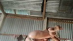 Village girl inserting brinjal  Masturbating