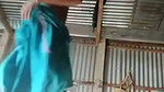 Village girl inserting brinjal  Masturbating